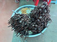 Vogelspinnen Markt &ndash; &copy; Sabine Reckord (Eberhardt TRAVEL)