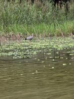Reiher sucht Beute &ndash; &copy; Jürgen Müller (Eberhardt TRAVEL)