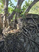  Boeng Mealea &ndash; &copy; Jürgen Müller (Eberhardt TRAVEL)