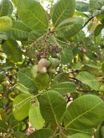 Cashew Nüsse &ndash; &copy; Jürgen Müller (Eberhardt TRAVEL)