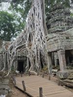 Wurzeln in Angkor Thum &ndash; &copy; Jürgen Müller (Eberhardt TRAVEL)