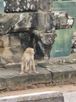 Die Affen erobern Preah Khan &ndash; &copy; Jürgen Müller (Eberhardt TRAVEL)