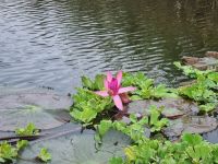 Ninh Binh (Bootsfahrt in der Trockenen Halong-Bucht - Seerose) &ndash; &copy; Katrin Deutschbein (Eberhardt TRAVEL)