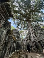 Ta Prohm - Tempel im Griff der Würgefeigenbäume 