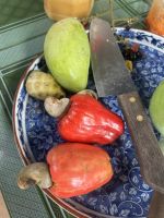 so wachsen Cashewnüsse  &ndash; &copy; Birgit Kirchner (Eberhardt TRAVEL)