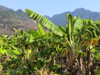 Vietnam. Bananenplantage  &ndash; &copy; Heike Jack (Eberhardt TRAVEL)