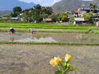 Vietnam. Auf dem Reisfeld  &ndash; &copy; Heike Jack (Eberhardt TRAVEL)
