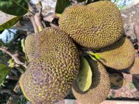 Vietnam. Jackfruit  &ndash; &copy; Heike Jack (Eberhardt TRAVEL)