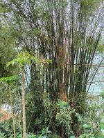 Vietnam. Mai Chau HideAway  &ndash; &copy; Heike Jack (Eberhardt TRAVEL)