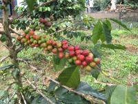 Kaffeestrauch &ndash; &copy; Ralf Kuchenbecker (Eberhardt TRAVEL)