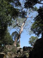 Ta Prohm &ndash; &copy; Ralf Kuchenbecker (Eberhardt TRAVEL)