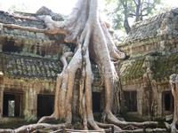 Ta Prohm &ndash; &copy; Ralf Kuchenbecker (Eberhardt TRAVEL)