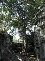 Ta Prohm &ndash; &copy; Ralf Kuchenbecker (Eberhardt TRAVEL)