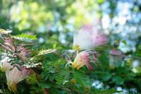 Zarte Flora &ndash; &copy; Annett Müller (Eberhardt TRAVEL)