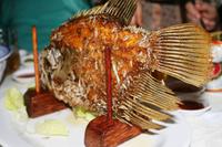 Elefantenohrfisch &ndash; &copy; Annett Müller (Eberhardt TRAVEL)