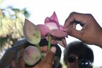 Lotus, Lotus, Lotus &ndash; &copy; Annett Müller (Eberhardt TRAVEL)