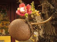Phnom Penh - Kanonenkugelbaum &ndash; &copy; Annett Müller (Eberhardt TRAVEL)