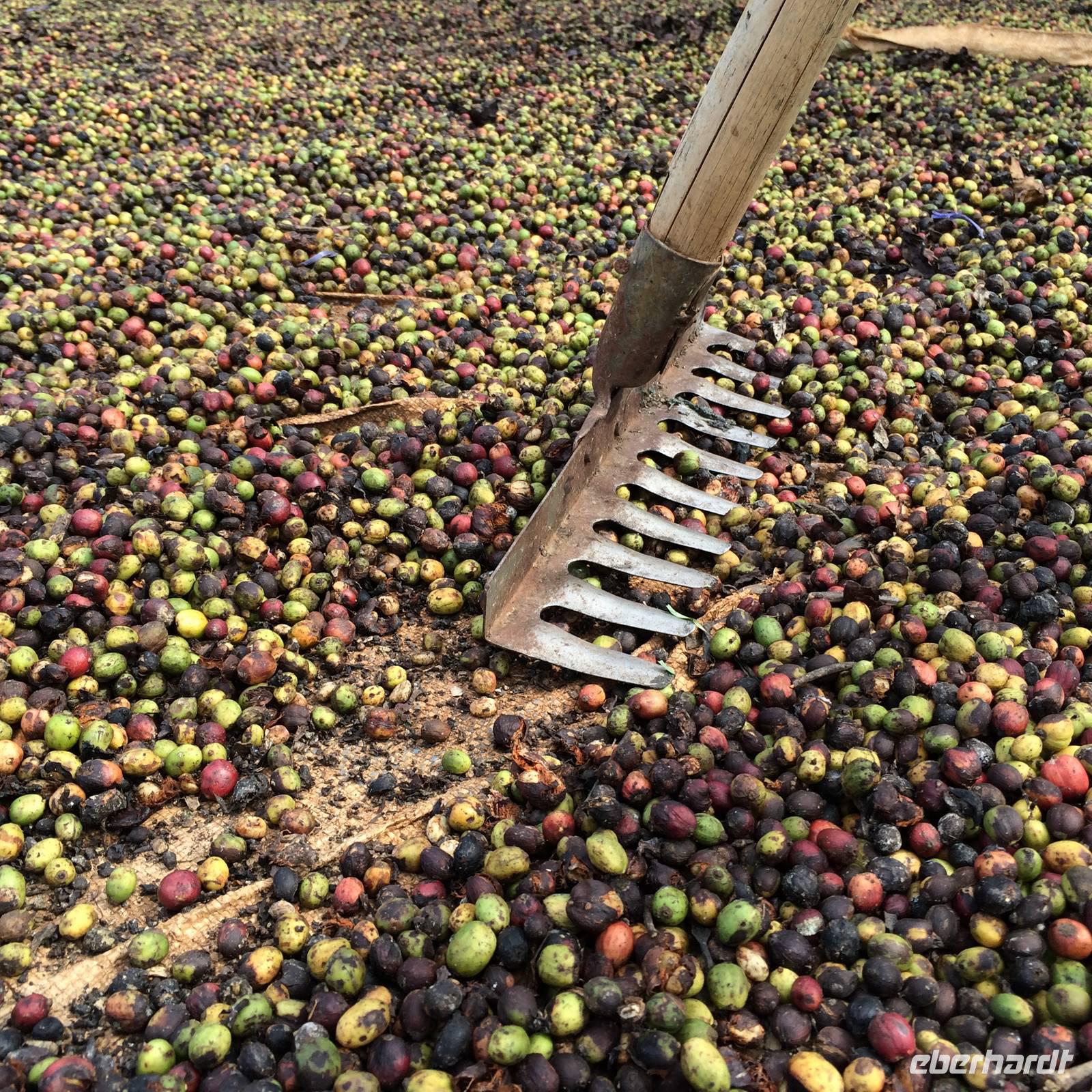 549  Dalatkaffee &ndash; &copy; Ngoc Anh Nguyen (Eberhardt TRAVEL)