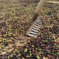 549  Dalatkaffee &ndash; &copy; Ngoc Anh Nguyen (Eberhardt TRAVEL)