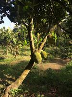 764 Jackfruchtbaum &ndash; &copy; Ngoc Anh Nguyen (Eberhardt TRAVEL)