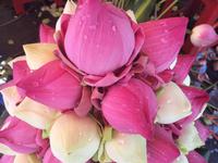 828 Lotus &ndash; &copy; Ngoc Anh Nguyen (Eberhardt TRAVEL)