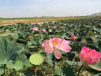 844 Lotusteich &ndash; &copy; Ngoc Anh Nguyen (Eberhardt TRAVEL)