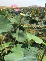846 Tautropfen &ndash; &copy; Ngoc Anh Nguyen (Eberhardt TRAVEL)