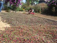 getrockneter Kaffee &ndash; &copy; Ngoc Anh Nguyen (Eberhardt TRAVEL)