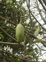 Kapok-Frucht &ndash; &copy; Ngoc Anh Nguyen (Eberhardt TRAVEL)