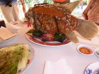 Elefantenohrfisch &ndash; &copy; Sabine Letzybyll (Eberhardt TRAVEL)