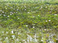 Lotusblumenfeld &ndash; &copy; Sabine Letzybyll (Eberhardt TRAVEL)