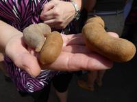 Kackfrucht :-) &ndash; &copy; Sabine Letzybyll (Eberhardt TRAVEL)