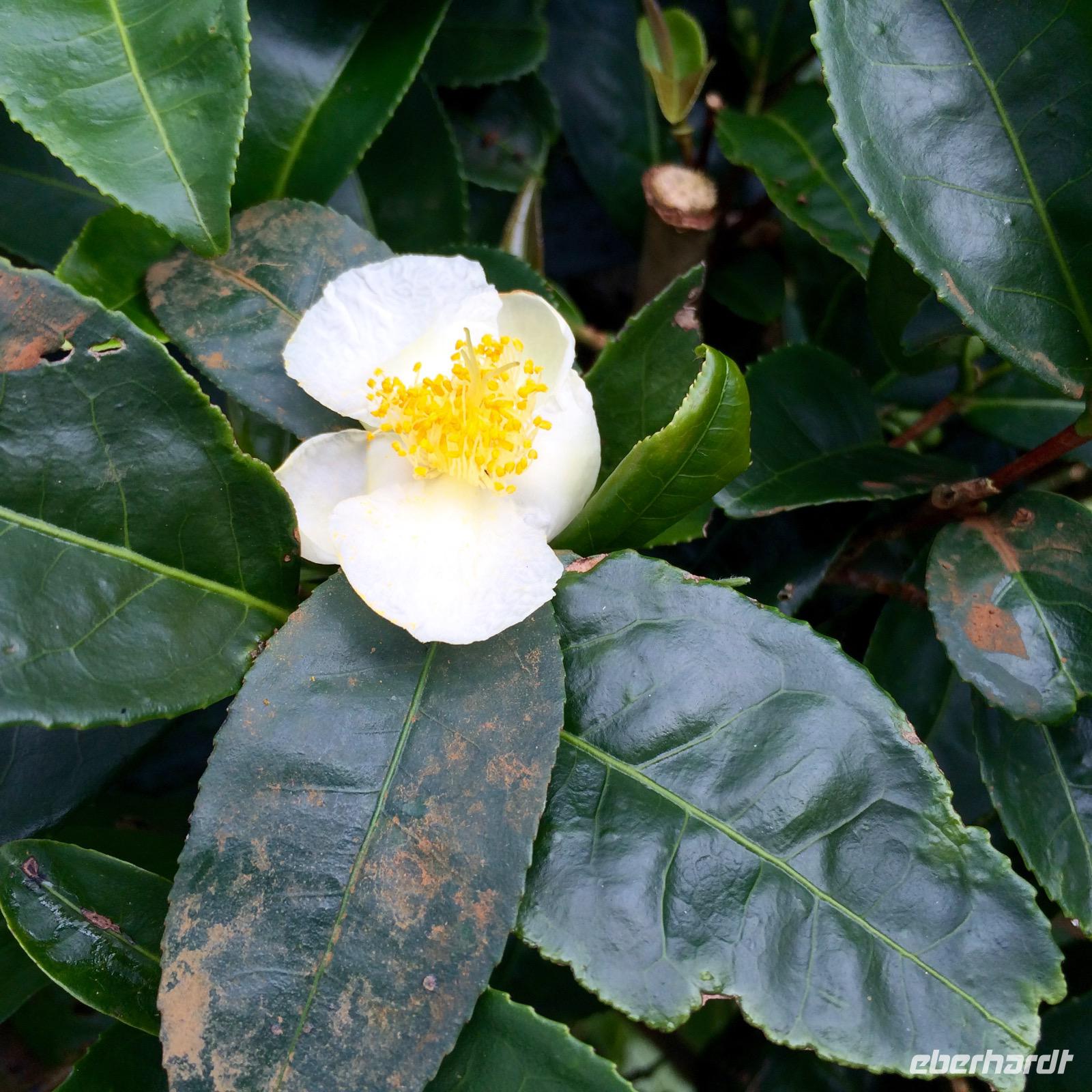 IMG 4341 &ndash; &copy; Ngoc Anh Nguyen (Eberhardt TRAVEL)
