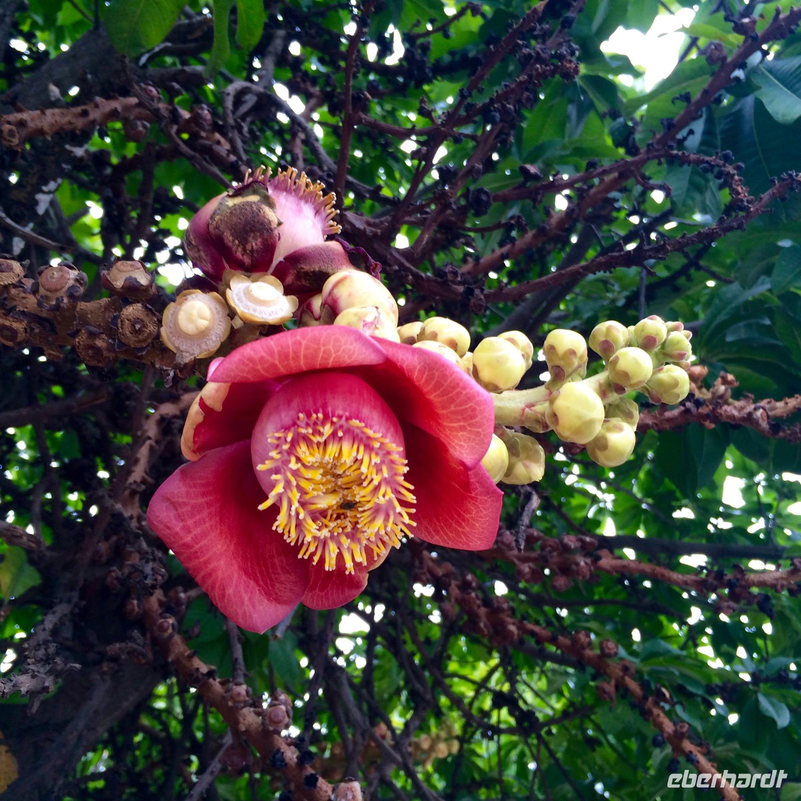 IMG 4745 &ndash; &copy; Ngoc Anh Nguyen (Eberhardt TRAVEL)