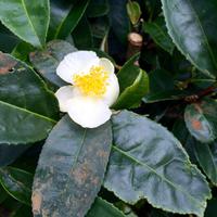 IMG 4341 &ndash; &copy; Ngoc Anh Nguyen (Eberhardt TRAVEL)