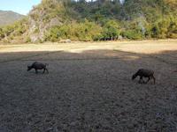 04.31_Mai Chau Dorfspaziergang &ndash; &copy; Jörg Nesse (Eberhardt TRAVEL)