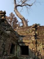 18.01_Dschungeltempel Ta Prohm (8) &ndash; &copy; Jörg Nesse (Eberhardt TRAVEL)