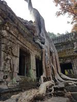 18.01_Dschungeltempel Ta Prohm (9) &ndash; &copy; Jörg Nesse (Eberhardt TRAVEL)