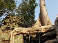 18.01_Dschungeltempel Ta Prohm (14) &ndash; &copy; Jörg Nesse (Eberhardt TRAVEL)