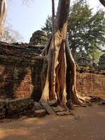 18.01_Dschungeltempel Ta Prohm (36) &ndash; &copy; Jörg Nesse (Eberhardt TRAVEL)