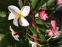 Frangipani &ndash; &copy; Elisabeth Fox-Maerki (Eberhardt TRAVEL)