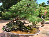 Ueberall Bonsai Kreationen  &ndash; &copy; Elisabeth Fox-Maerki (Eberhardt TRAVEL)
