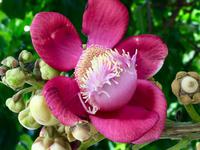 tausend-Blumen Baum &ndash; &copy; Elisabeth Fox-Maerki (Eberhardt TRAVEL)