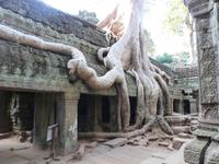 Angkor Thom - Ta Prohm Tempel &ndash; &copy; Ralf Mehnert (Eberhardt TRAVEL)