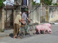Schwein gehabt &ndash; &copy; Ralf Mehnert (Eberhardt TRAVEL)