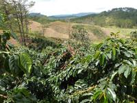 Bergland um Da Lat, Kaffeeplantage &ndash; &copy; Ralf Mehnert (Eberhardt TRAVEL)
