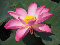 Lotus - die Nationalblume Vietnams &ndash; &copy; Sinah Witzig (Eberhardt TRAVEL)