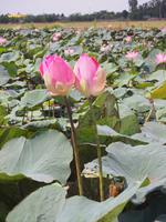 Lotus - die Nationalblume Vietnams &ndash; &copy; Sinah Witzig (Eberhardt TRAVEL)
