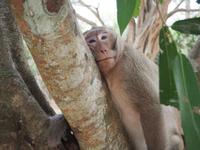 Angkor Thom: Pavian &ndash; &copy; Sinah Witzig (Eberhardt TRAVEL)