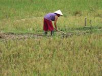 Feldarbeit (Mai Chau) &ndash; &copy; Julian Bartsch (Eberhardt TRAVEL)